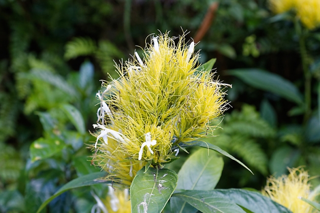 Kandy-Botanical garden-026